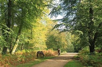 New Forest