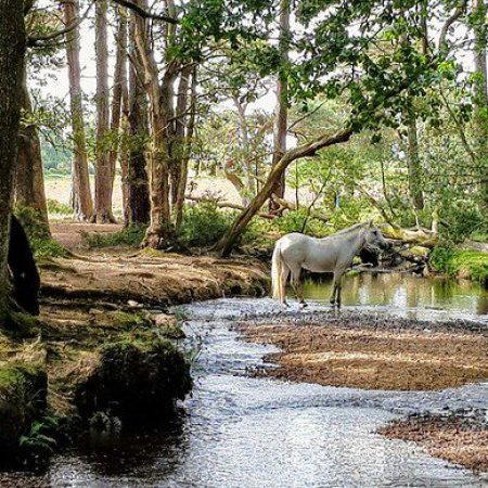 New Forest Image courtesy of Victor Ochieng (Flickr Commons)